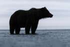 Alaskan brown bear silhouette, Lake Clark National Park and Preserve, Alaska. Art Print